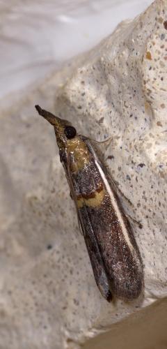 Etiella zinckenella
