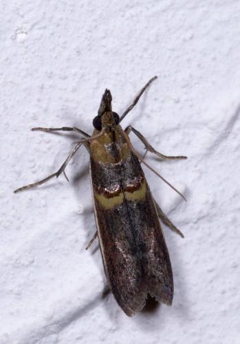 Etiella zinckenella