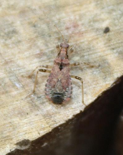 Himacerus mirmicoides