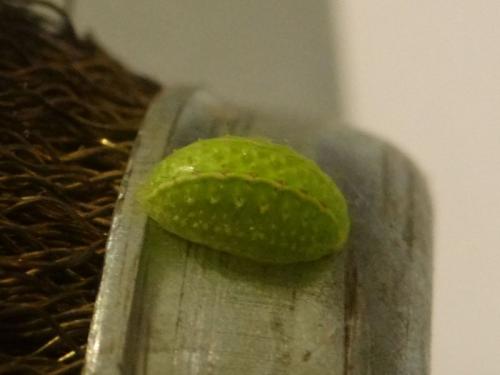 Réf. 213 772 : Apoda limacodes