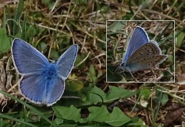 Polyommatus icarus