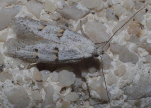 Symmocoides oxybiella