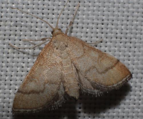 Metasia olbienalis