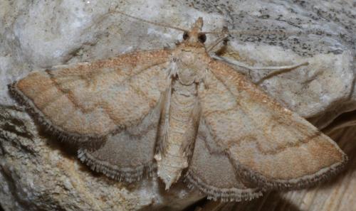 Metasia olbienalis