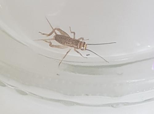 Acheta domesticus