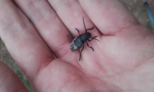 Iberodorcadion fuliginator