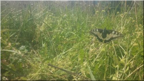 Papilio machaon