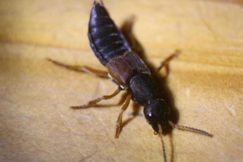 Staphylinus sp.