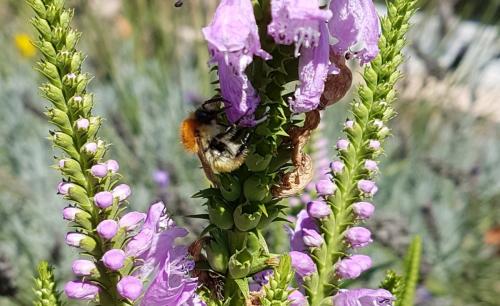 Bombus sp.