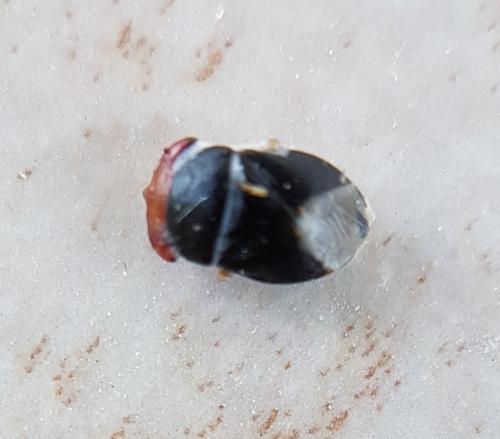Geocoris erythrocephalus