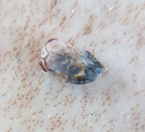 Geocoris erythrocephalus