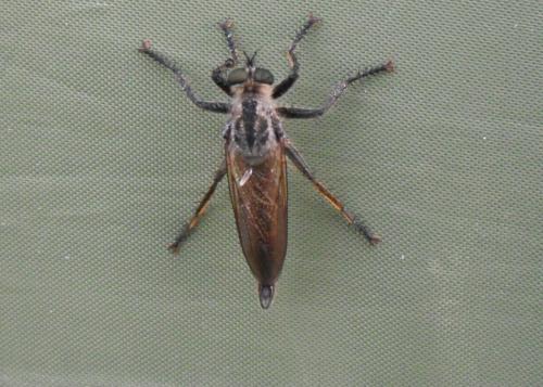 Asilinae
