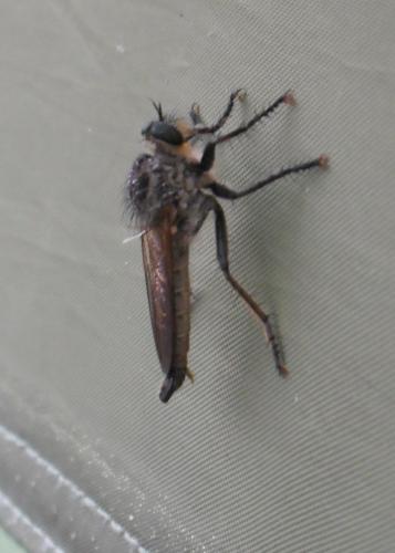 Asilinae