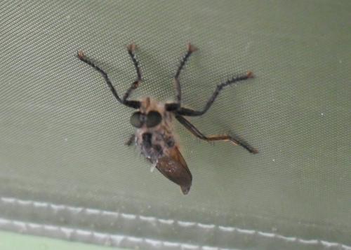 Asilinae