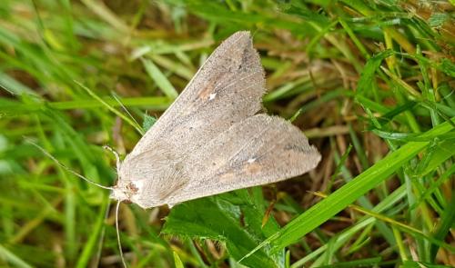Réf. 213 019 : Mythimna unipuncta