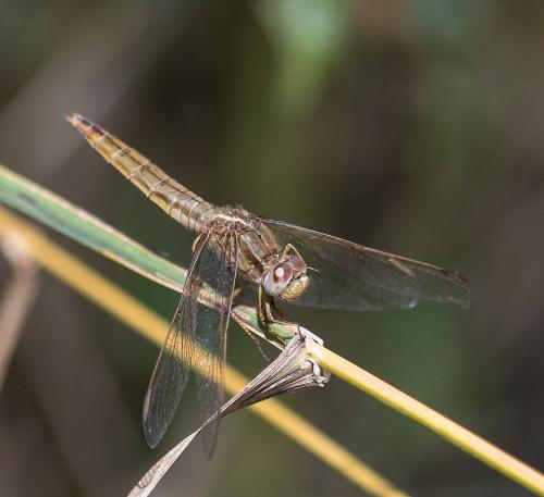 Réf. 213 851 : Crocothemis erythraea