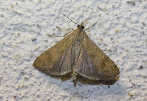 Nomophila noctuella