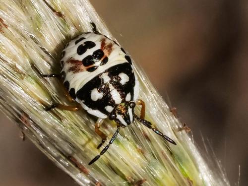 Réf. 213 267 : Carpocoris sp.