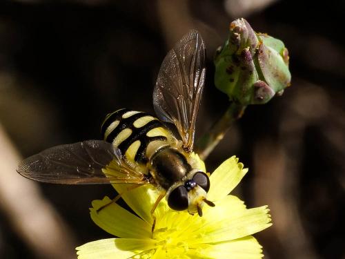 Eupeodes corollae