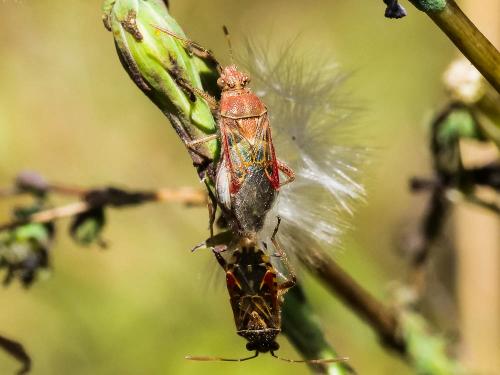 Liorhyssus hyalinus
