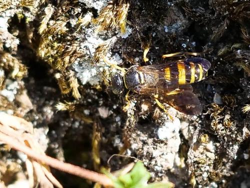 Gorytes laticinctus