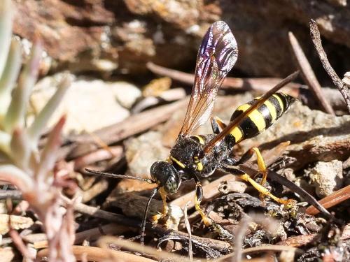 Réf. 213 657 : Gorytes laticinctus