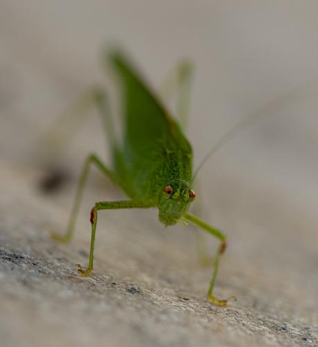 Phaneroptera nana