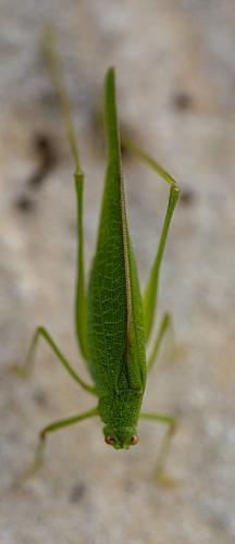 Phaneroptera nana