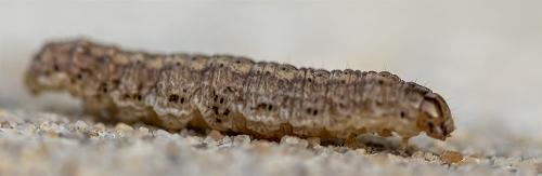 Agrotis clavis