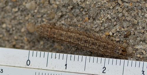 Agrotis clavis
