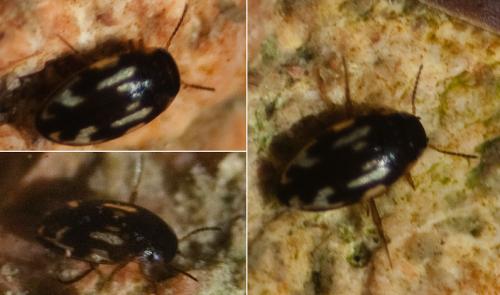Réf. 213 834 : Graptodytes ignotus