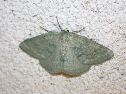 Réf. 213 629 : Pseudoterpna pruinata