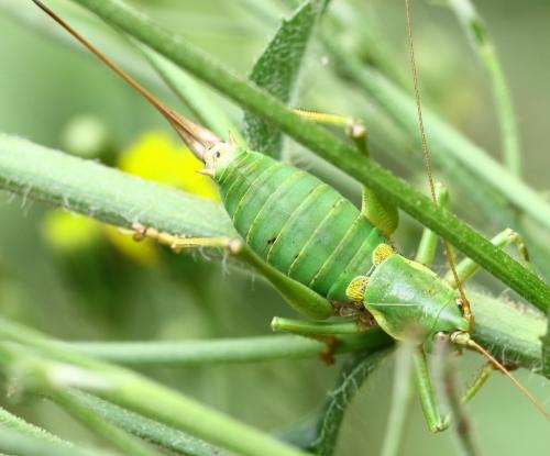 Réf. 213 571 : Antaxius sorrezensis