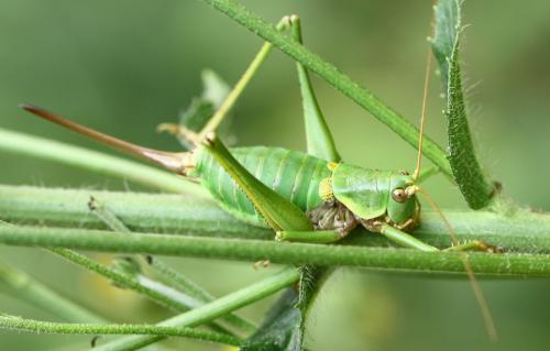Réf. 213 570 : Antaxius sorrezensis
