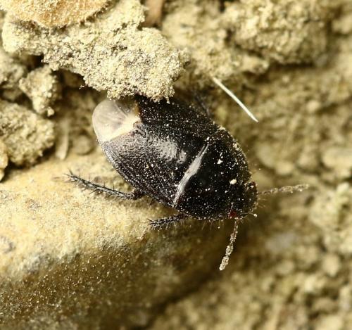 Geotomus punctulatus