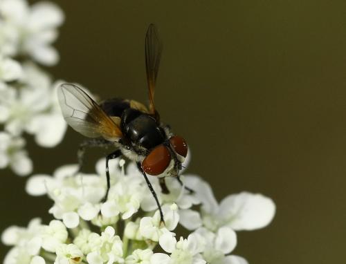 Réf. 213 698 : Elomya lateralis