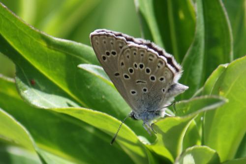 Réf. 213 611 : Phengaris alcon rebeli