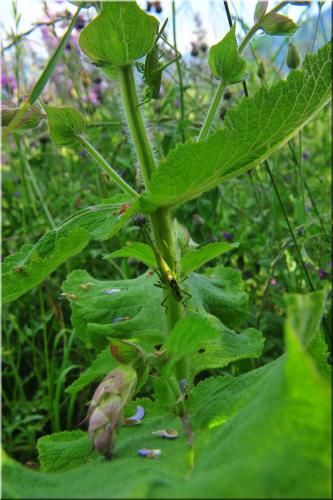 Tettigonia viridissima