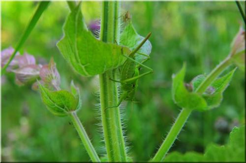 Réf. 213 861 : Tettigonia viridissima