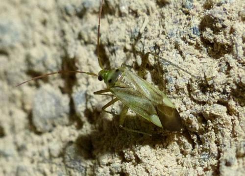 Réf. 213 566 : Adelphocoris sp.
