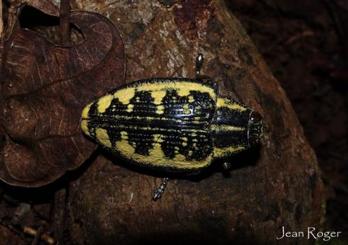 Réf. 213 581 : Polybothris humboltii