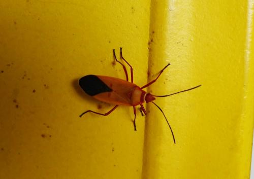 Dysdercus sp.