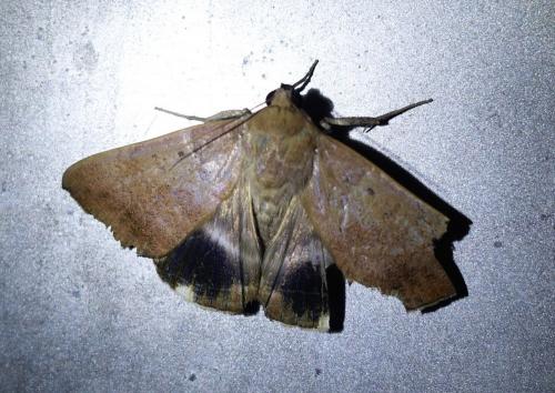 Réf. 213 159 : Achaea sp.