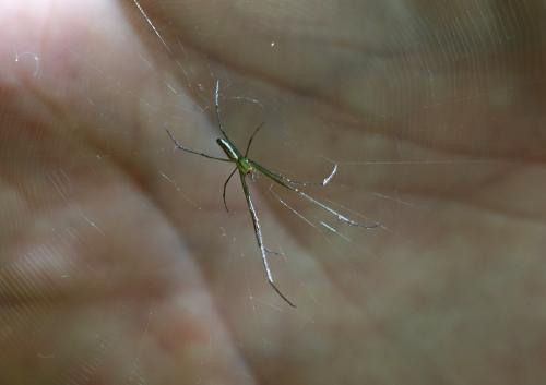 Leucauge sp.