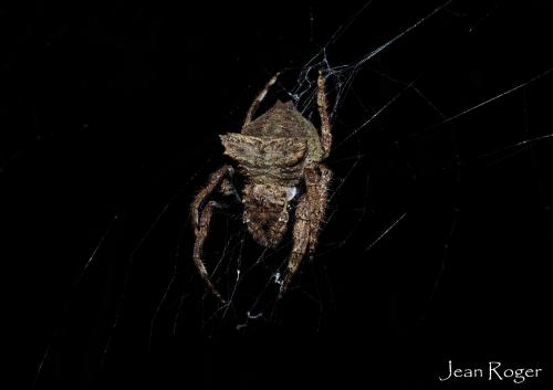 Caerostris sp.