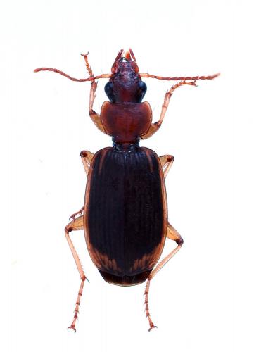 Apenes sp.