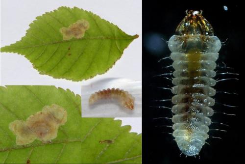 Réf. 213 836 : Cameraria ohridella