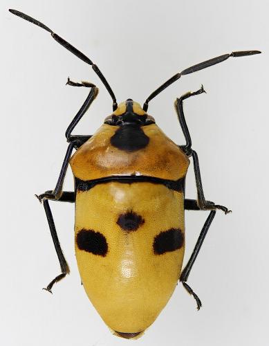 Chrysocoris grandis
