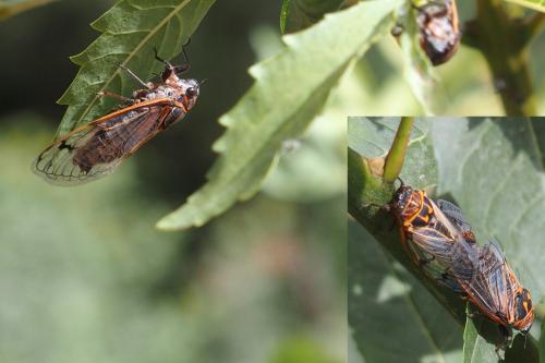 Psalmocharias plagifera