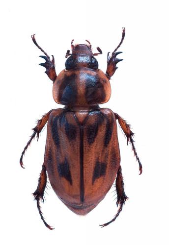 Cyclocephala durantonorum